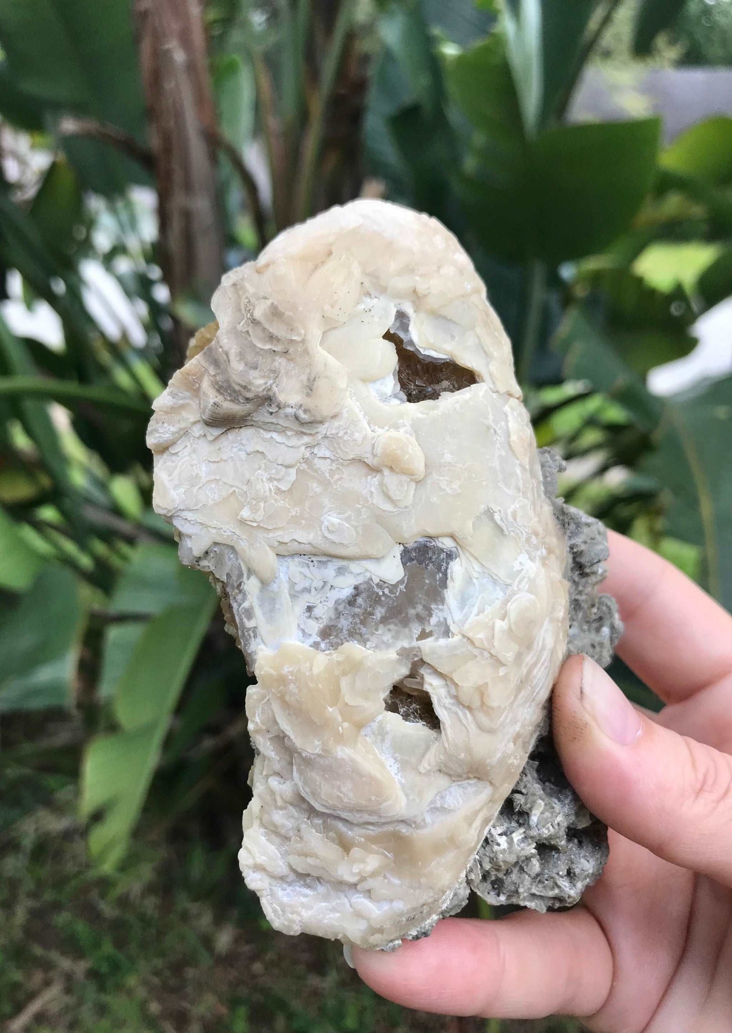 Honey Calcite Crystals in Fossilized Clam Shell