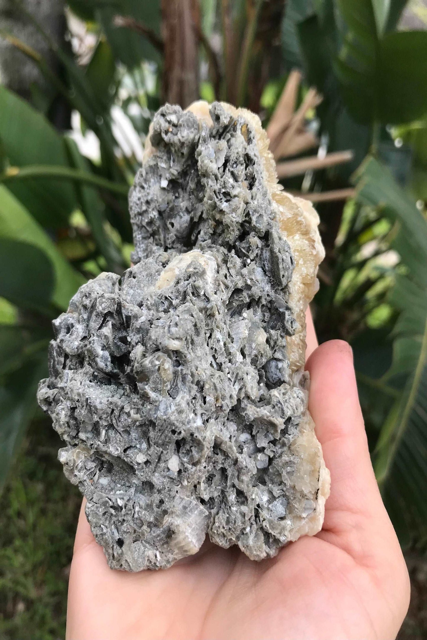Honey Calcite Crystals in Fossilized Clam Shell