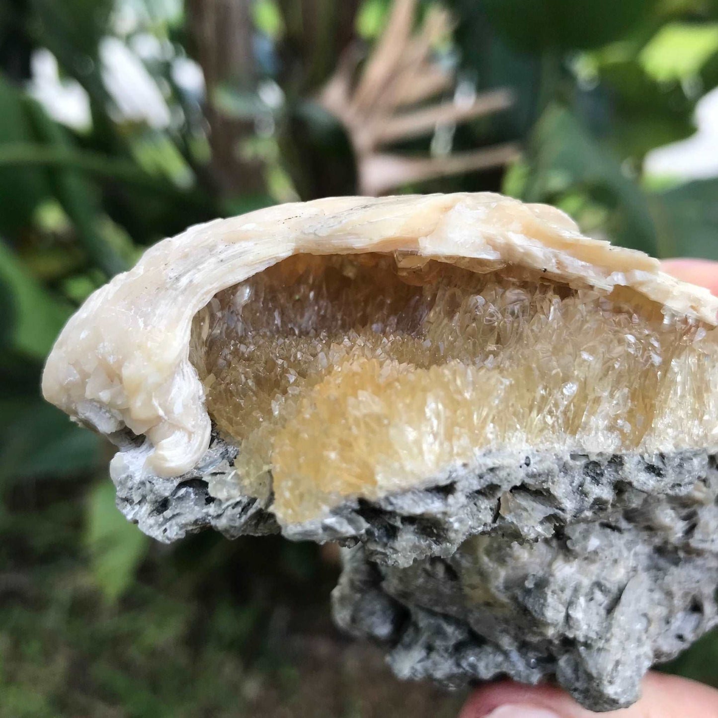 Honey Calcite Crystals in Fossilized Clam Shell