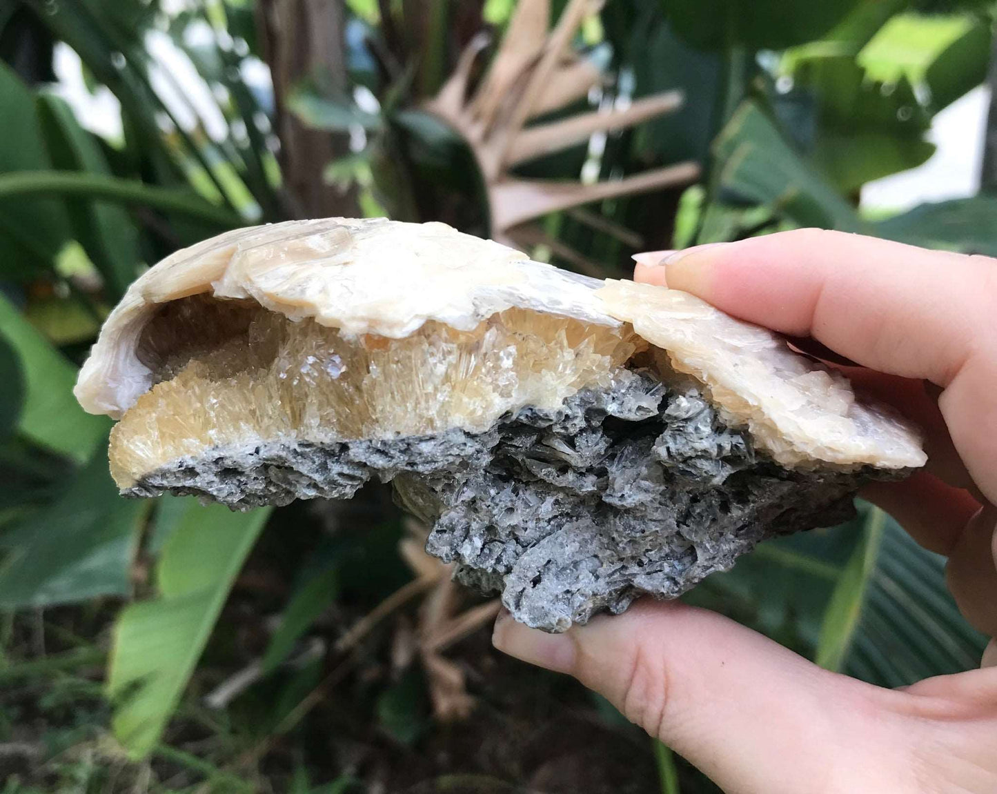 Honey Calcite Crystals in Fossilized Clam Shell