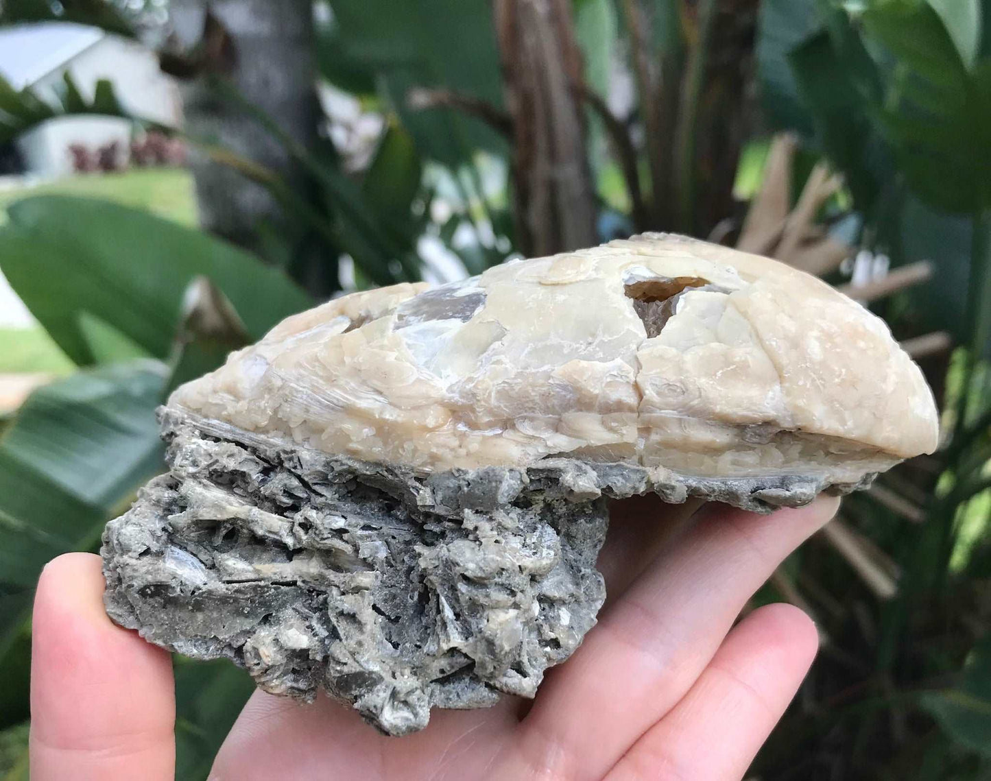 Honey Calcite Crystals in Fossilized Clam Shell