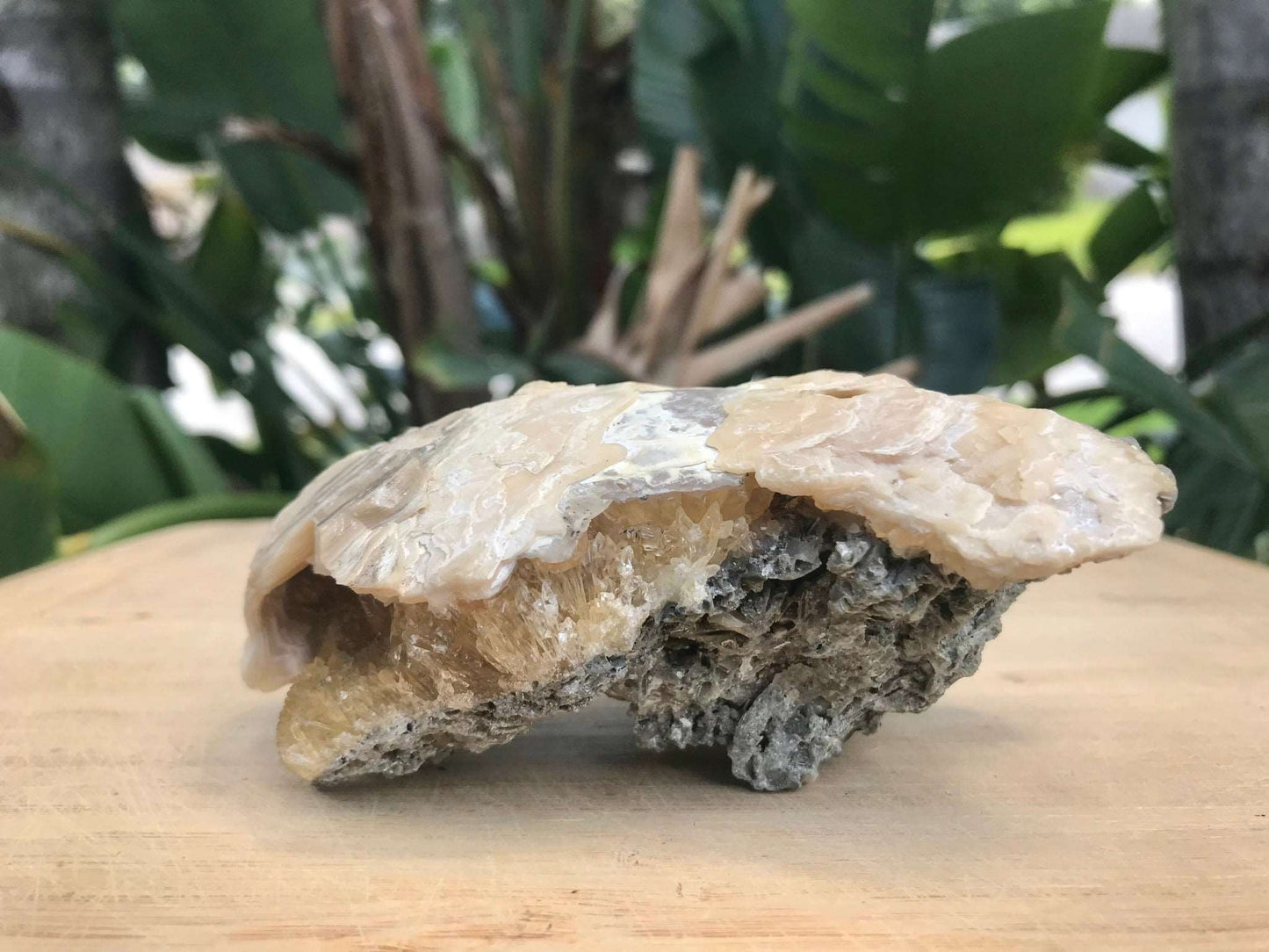 Honey Calcite Crystals in Fossilized Clam Shell