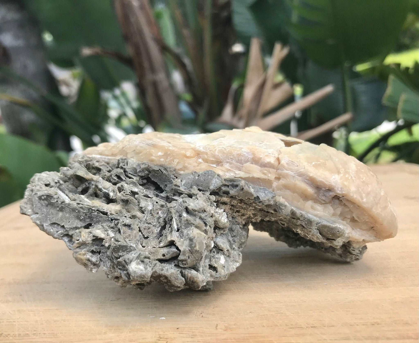 Honey Calcite Crystals in Fossilized Clam Shell