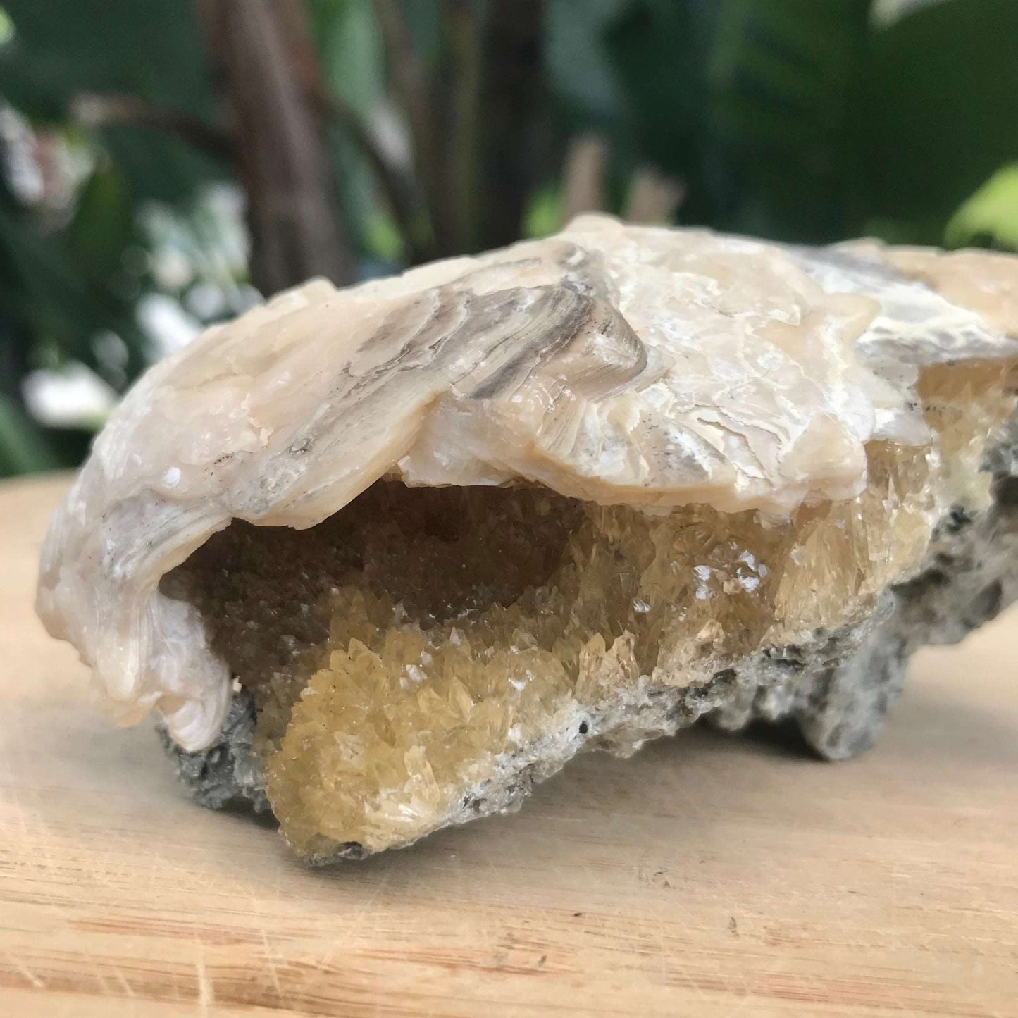 Honey Calcite Crystals in Fossilized Clam Shell